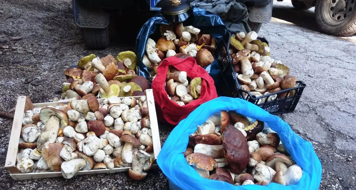 Sequestrati 133 chili di funghi: raffiche di multe in Trentino
