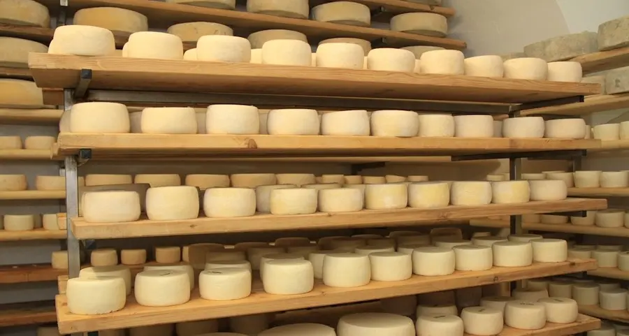 Formaggi di malga, l’asta riservata ai veri gourmet