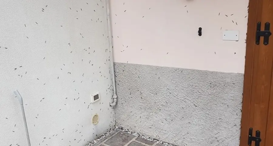 «Fatto il possibile per liberare il paese dai millepiedi»
