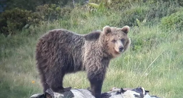 L'orso M49 si sposta sul Lagorai e uccide una manza