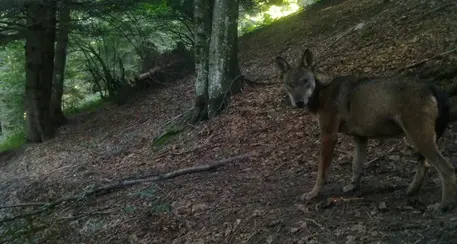Lupo decapitato in Tirolo, gli ambientalisti offrono una taglia