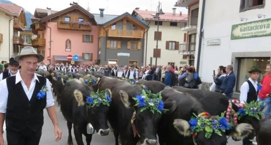 Oggi la sfilata delle giovenche di Rendena