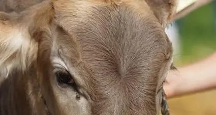 Il bestiame domani torna dall’alpeggio, paese in festa