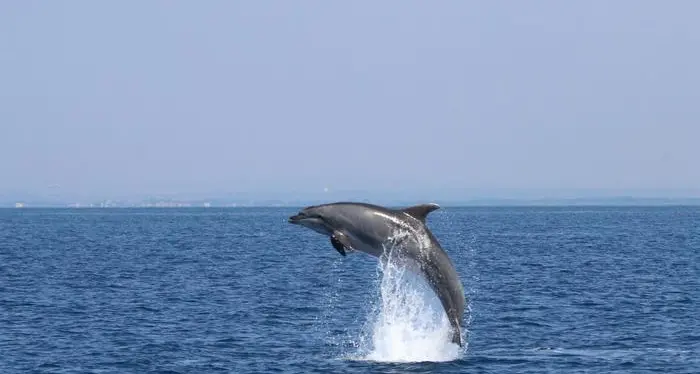 L'oceano può ridurre i gas serra del 20% all'anno