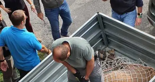 Cervo entra in negozio Cortina, sedato e liberato