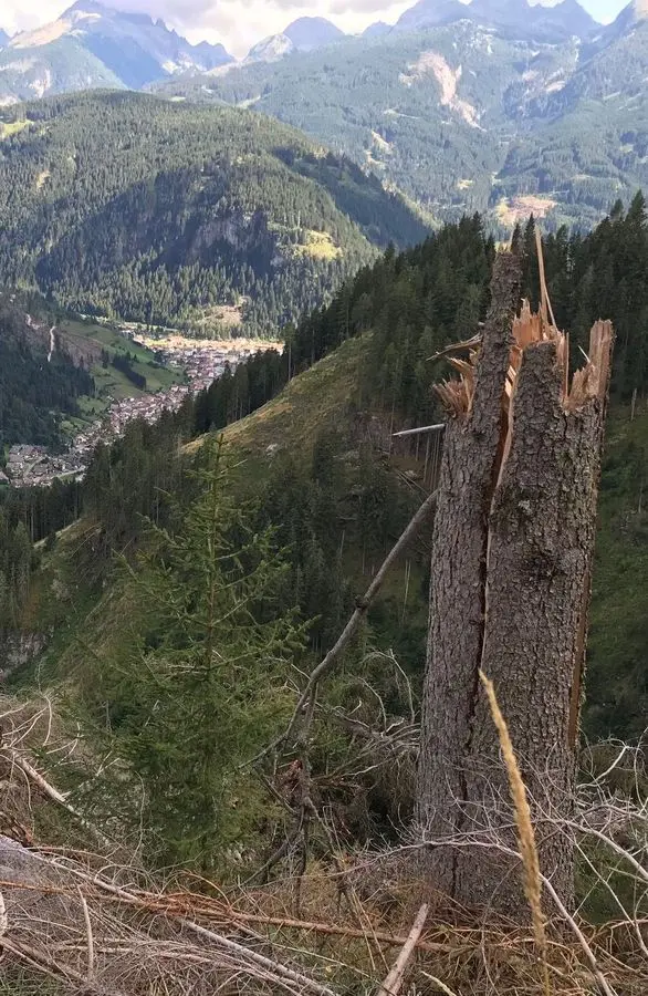 Monitoraggio continuo dei boschi dopo “Vaia”