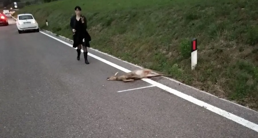 Auto travolge un capriolo e non si ferma a soccorrerlo