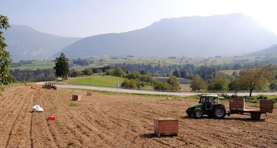 Esteriori, stagione magra per la produzione di patate