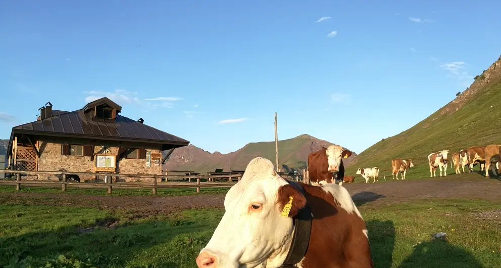 \"Formai dal Mont\", per un fine settimana Tassullo diventa la meta dei golosi di formaggio