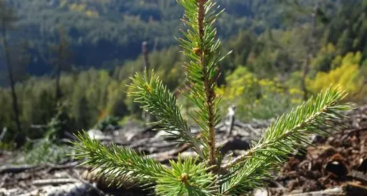 Ambiente: ciclone Vaia, 16.500 alberi adottati,scelte specie