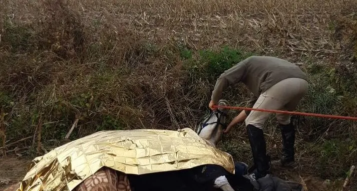 Levico, cavallo finisce nel torrente, salvato dai vigili del fuoco