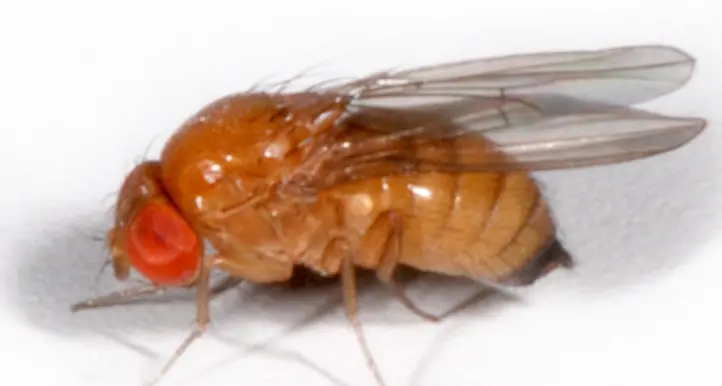Cimice, anche la Val di Non spera nella lotta biologica