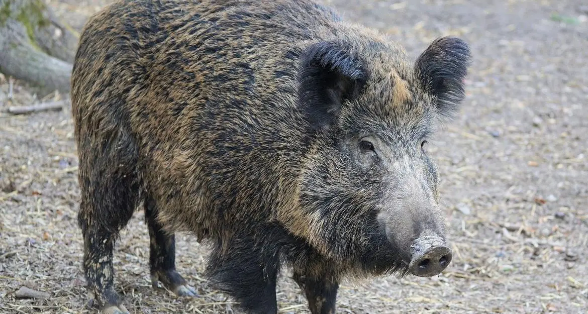 Abbattuto il primo cinghiale in val di Fiemme