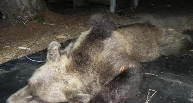 Orso KJ2 abbattuto, l'ex presidente Rossi a processo