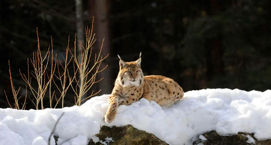 A Ledro vive l’unica lince del Trentino