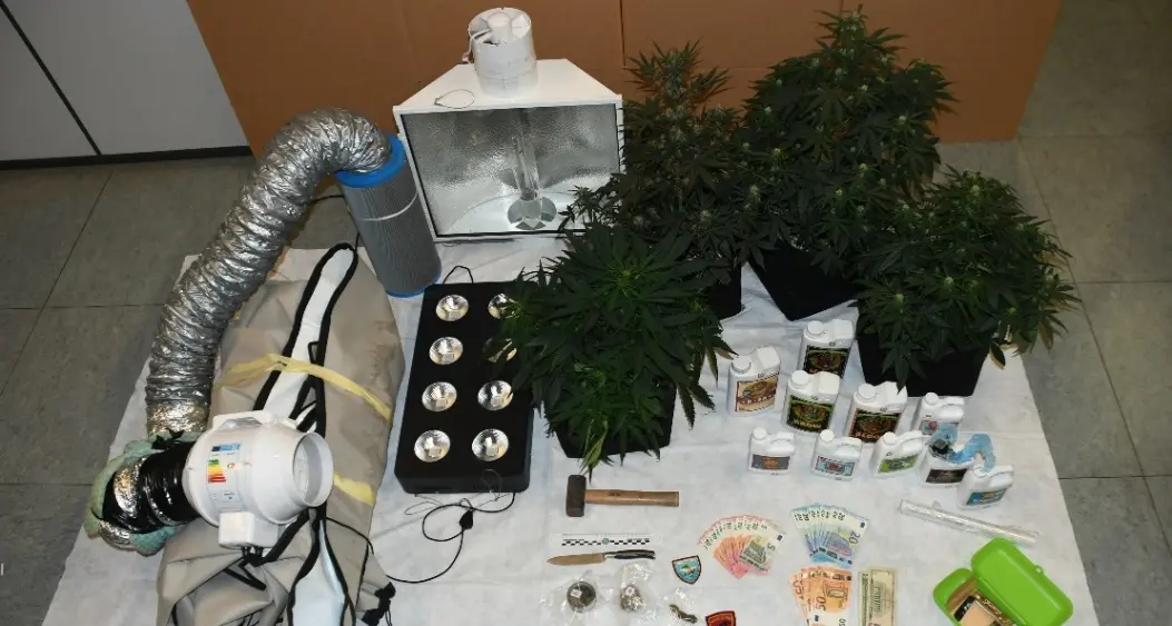 Gli perquisiscono casa dopo un litigio in strada e trovano una piantagione di marijuana