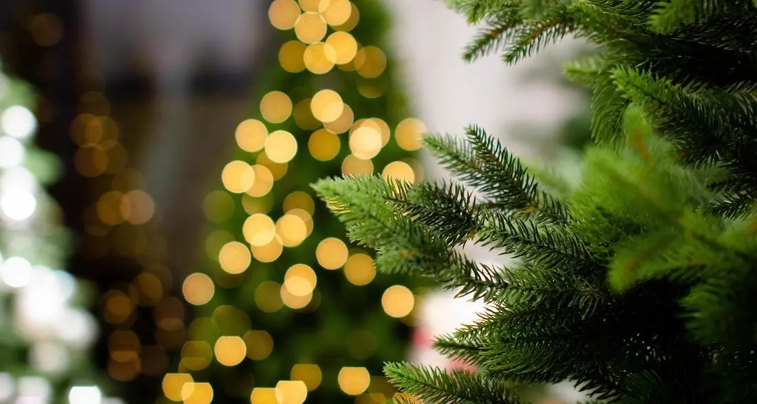 Lavis, rubano l'albero di Natale dal vivaio, i carabinieri li sorprendono mentre lo addobbano