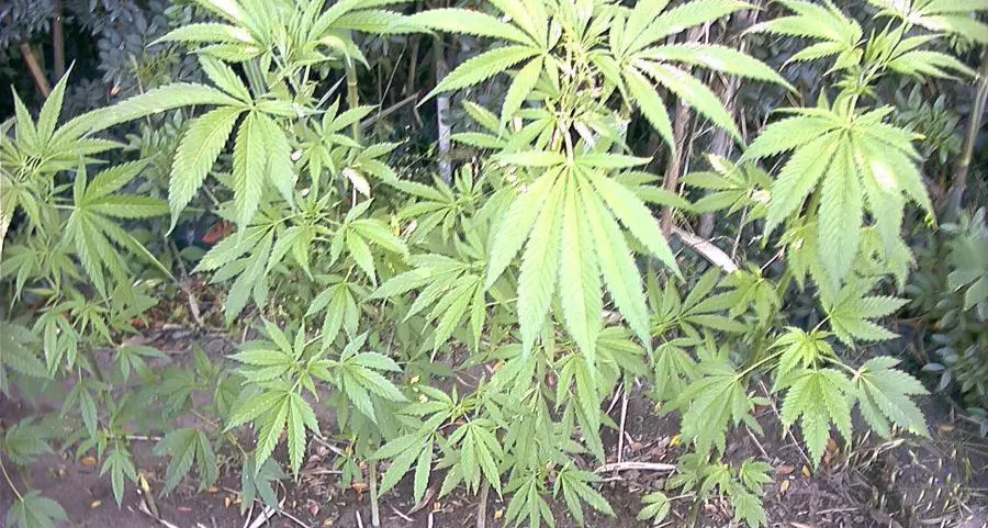 Cannabis coltivata in casa, la Provincia non ci sta