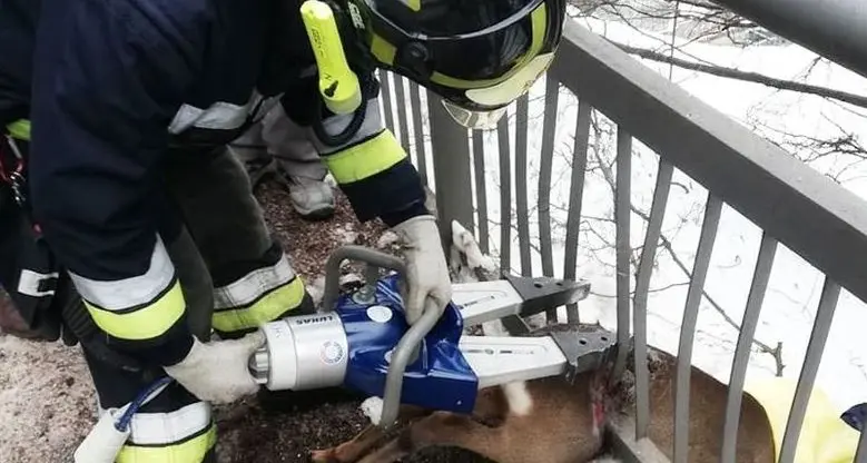 I pompieri salvano il capriolo incastrato