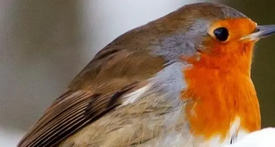 L'Enpa invita ad installare mangiatoie per gli uccelli selvatici