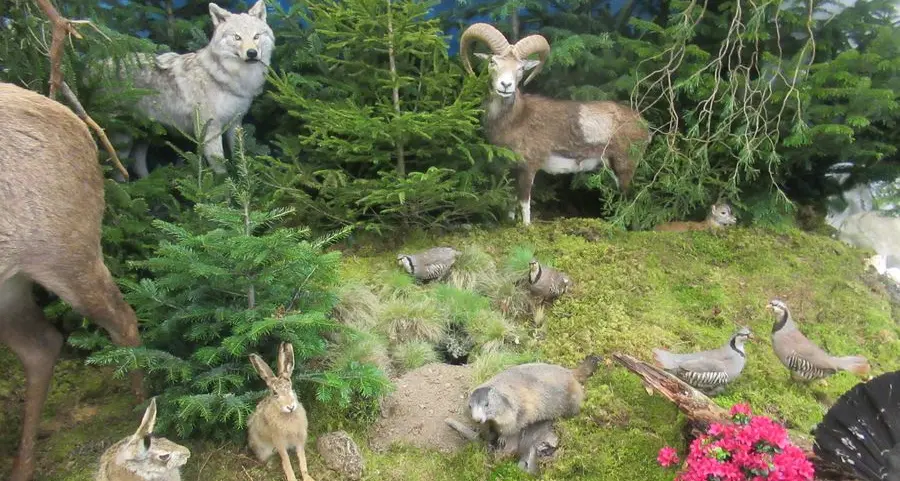 Strage di animali investiti: nel 2019 sono stati 54