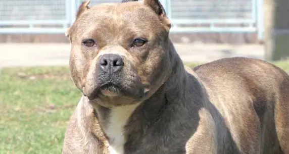 Aggredito da un pitbull a Merano, tre costole fratturate