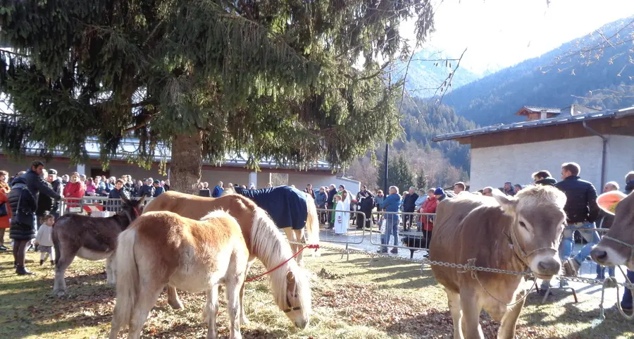 Riuniti a Bondo gli allevatori del Chiese