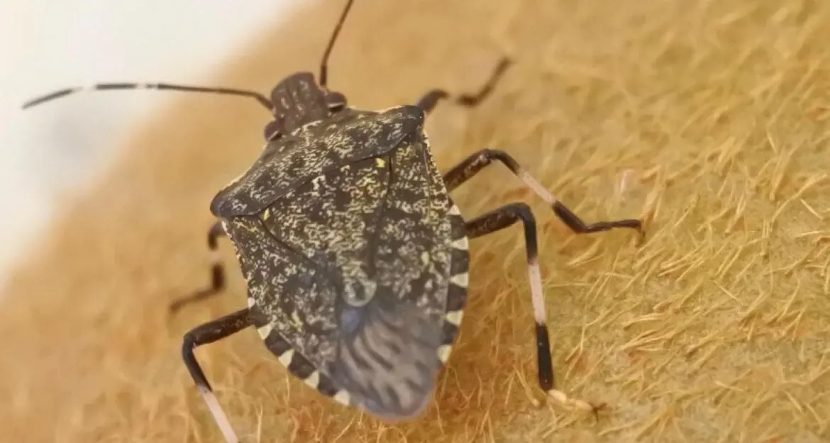 Lotta alla cimice asiatica in Trentino
