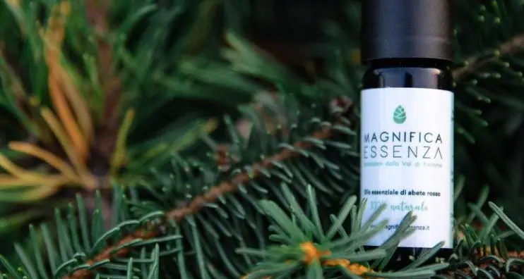 Un pregiato olio essenziale dagli aghi di abete fiemmese