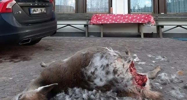 Una cerva sbranata da cani tra le case di Bellamonte