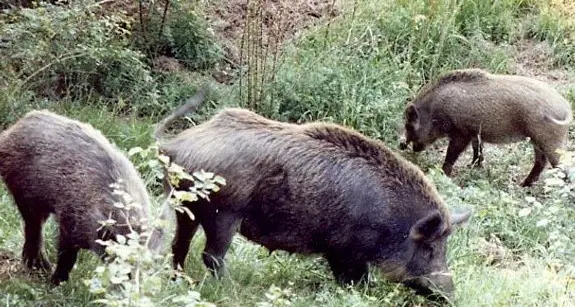 I cinghiali in Fassa? Tutti i dubbi del conseier Deluca