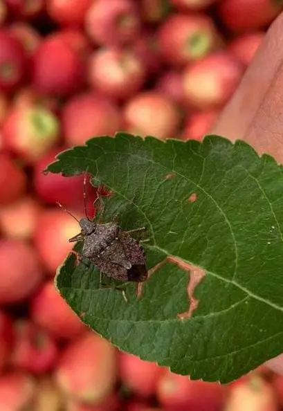 Giornata della frutticoltura su cimice asiatica e sicurezza