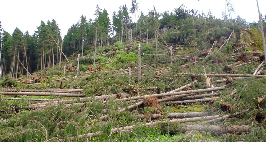 Nei vivai forestali stanno crescendo 40 mila piante