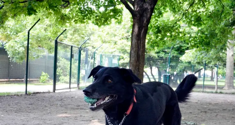 Area cani, “patata bollente” alla nuova giunta
