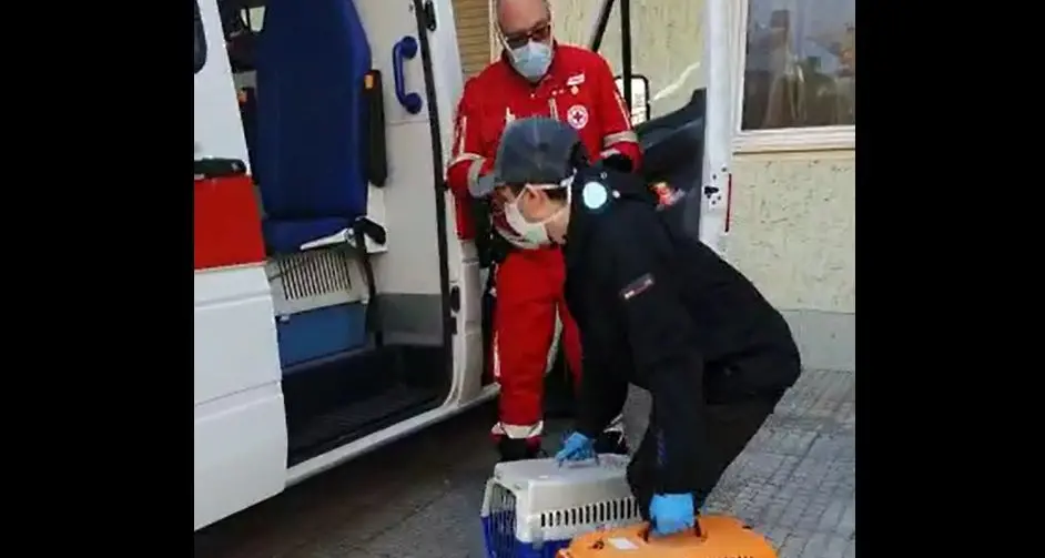 Coronavirus, a Bolzano ecco il \"team\" di emergenza che soccorre cani e gatti di persone malate
