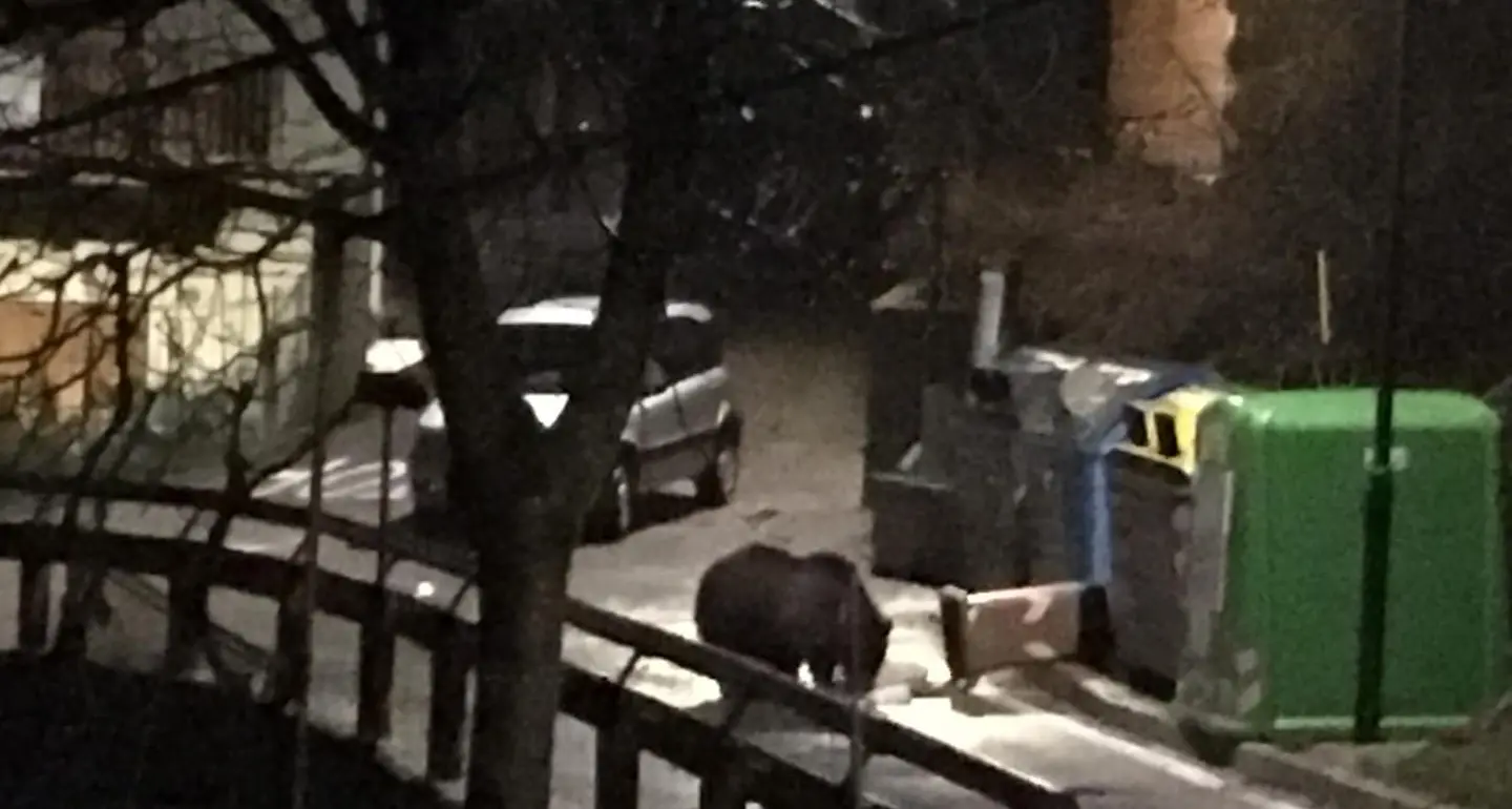 In barba alla quarantena, l'orso si fa un giro per le vie di Cavedago