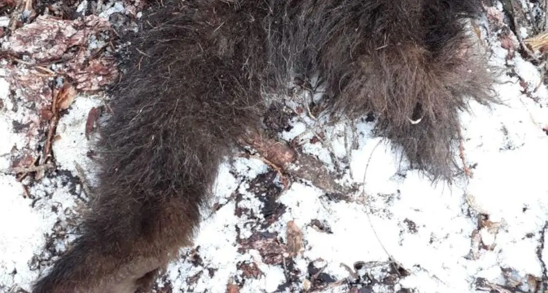 Val Rendena, trovato morto giovane orso