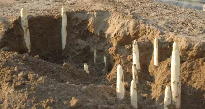 La stagione degli asparagi inizia a prezzi scontati