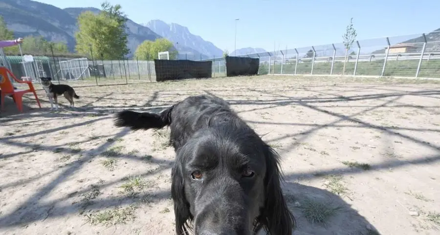 Trento, canile in difficoltà: arrivano gli animali di chi è isolato e le adozioni sono bloccate