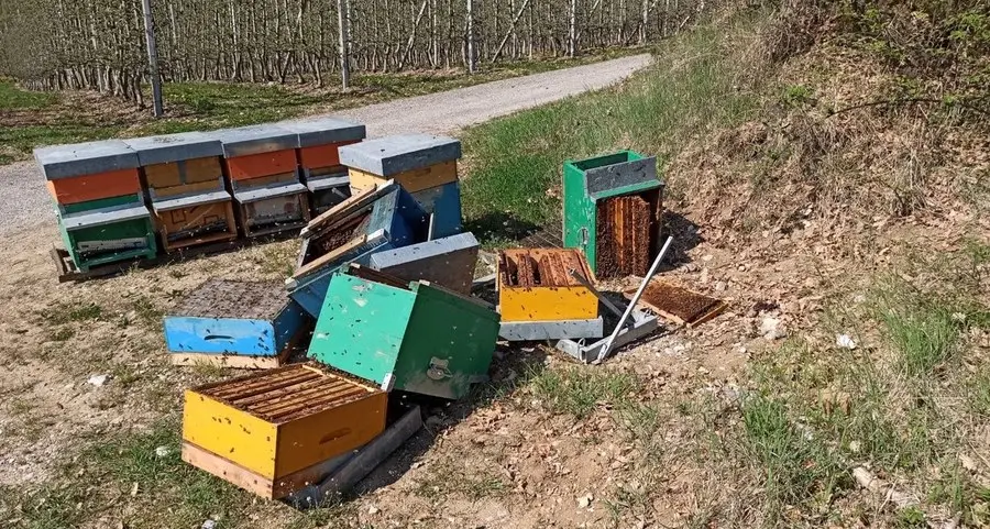 L’orso fa razzia di polli e miele a Lover