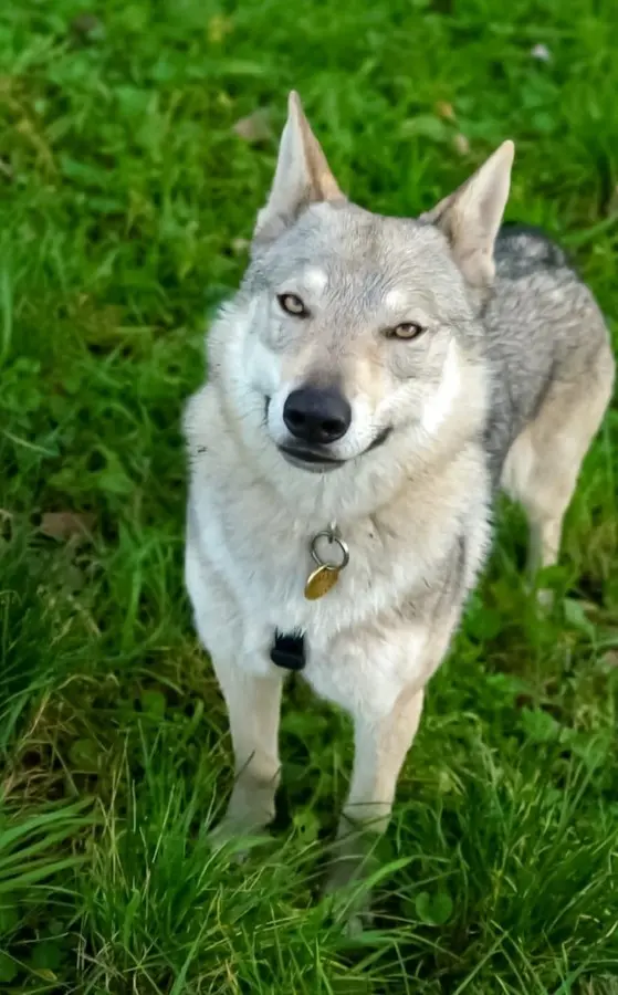 Esca avvelenata uccide un cane a Vigo di Ton