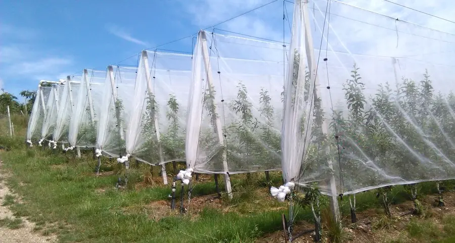 Roma autorizza il clorpirifos ma il Trentino non ci sta