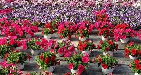 In Trentino riprende la vendita di piante e fiori in sicurezza