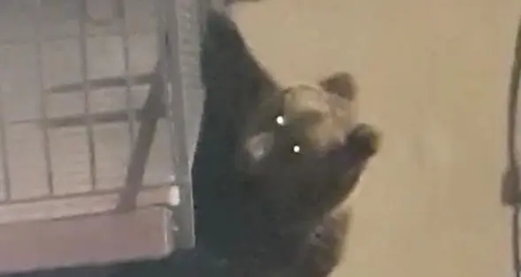 L'orso acrobata di Calliano è un giovane esemplare che potrebbe percorrere parecchia strada