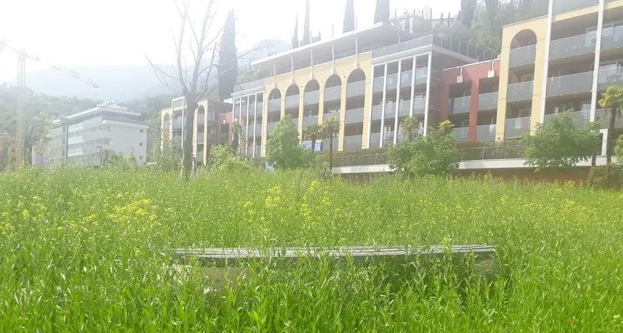 Una foresta al Parco delle Braile