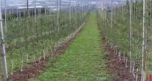 A Castelfondo un modello della filiera corta del letame