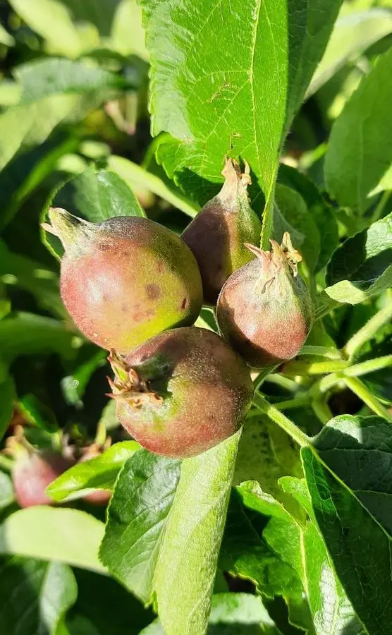 Le gelate mettono a rischio la produzione di ciliegie