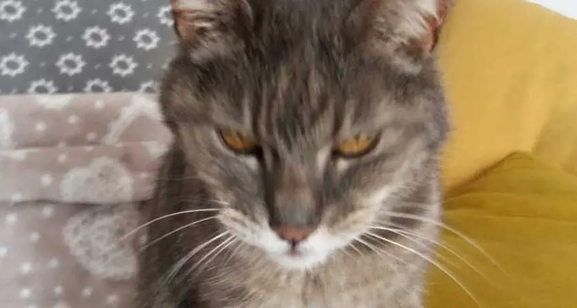 Il gatto sul furgone dei traslochi: scomparso a Villazzano, ritrovato a Nomi