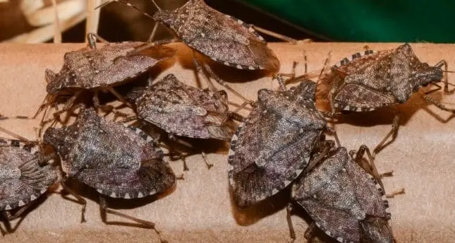 Sfalci d’erba programmati contro la cimice asiatica