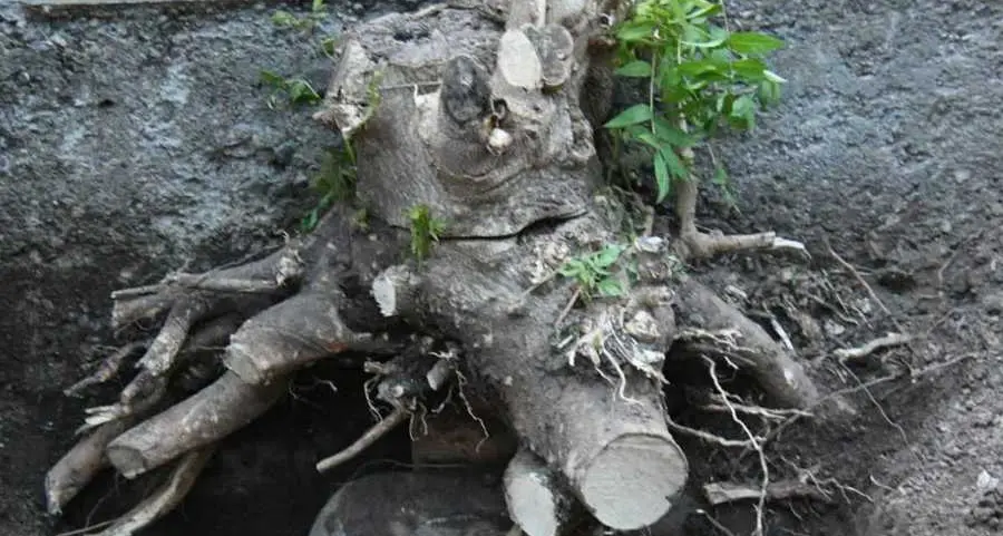 Scava in giardino, trova la bomba sotto la pianta